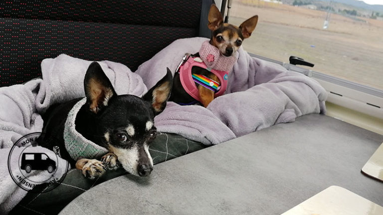 Warum haben wir 4 Hunde? Auf Reisen sein
